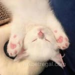 Avatar de Eugenio Perea